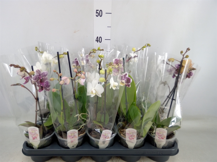 <h4>Phalaenopsis multi.   ...mix  4</h4>