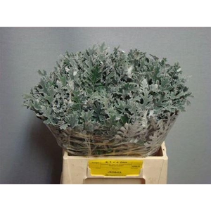 Jacobaea Maritima 40cm