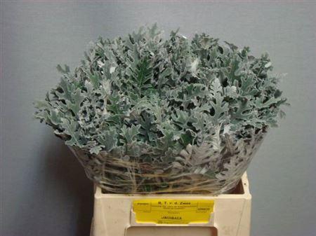 <h4>Jacobaea Maritima 40cm</h4>