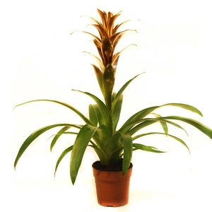 Guzmania Goud