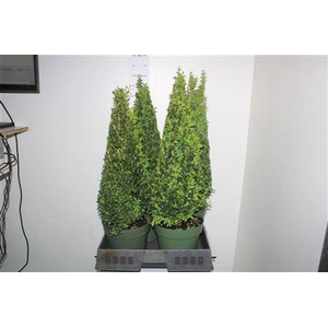 Buxu Sempervirens