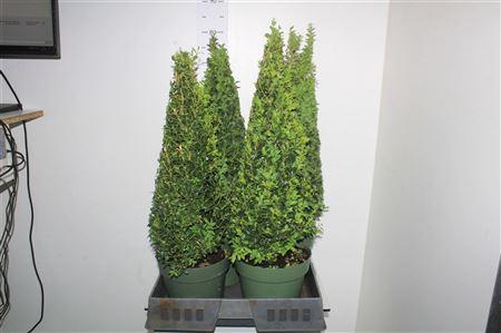 <h4>Buxu Sempervirens</h4>