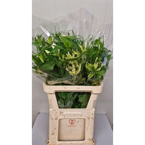 Gloriosa Lime