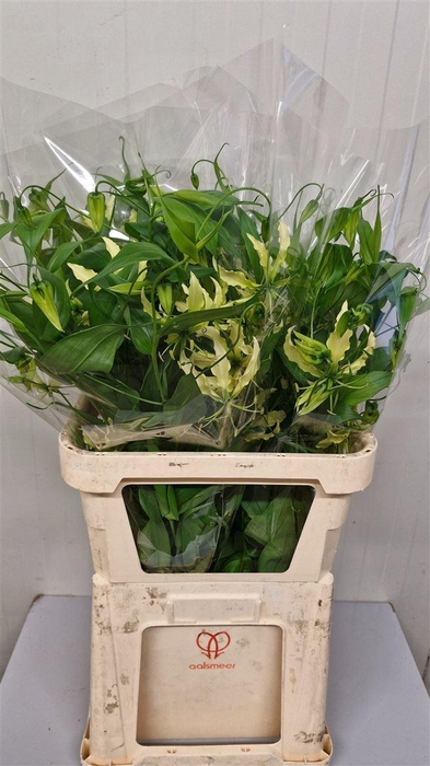 <h4>Gloriosa Lime</h4>