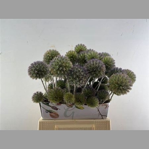 Eryngium Spray 45cm P Stem