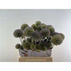 Eryngium Spray 45cm P Stem