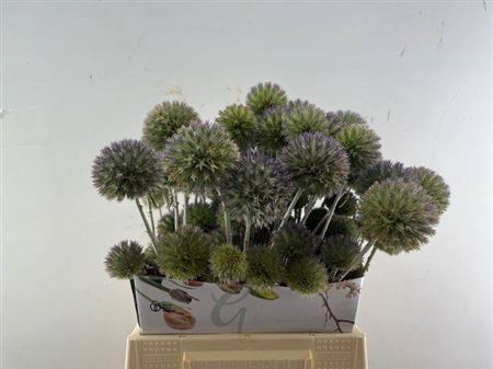 <h4>Eryngium Spray 45cm P Stem</h4>
