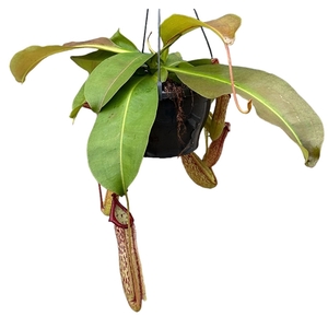 Nepenthes Monkey Jars Miranda