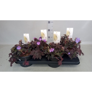Geranium sang.