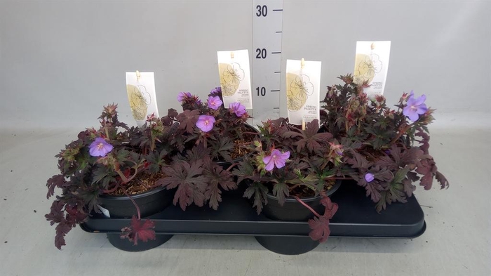 <h4>Geranium sang.</h4>