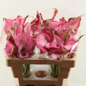 Calla Zazu Double