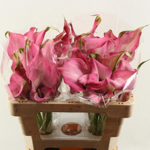 <h4>Calla Zazu Double</h4>