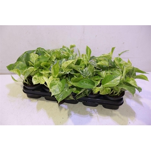 Epipr Marble Queen