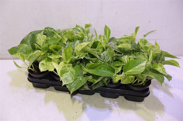 <h4>Epipr Marble Queen</h4>