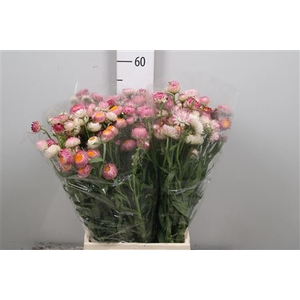 Helichrysum Pink