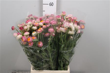 <h4>Helichrysum Pink</h4>