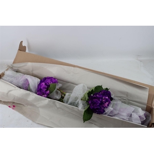 Hydr M Purple Tinted X12