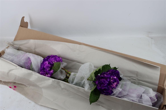 <h4>Hydr M Purple Tinted X12</h4>