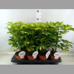 Schefflera arbor. 'Gerda'