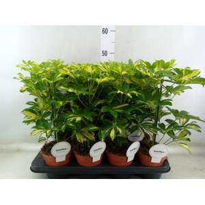 Schefflera arbor. 'Gerda'