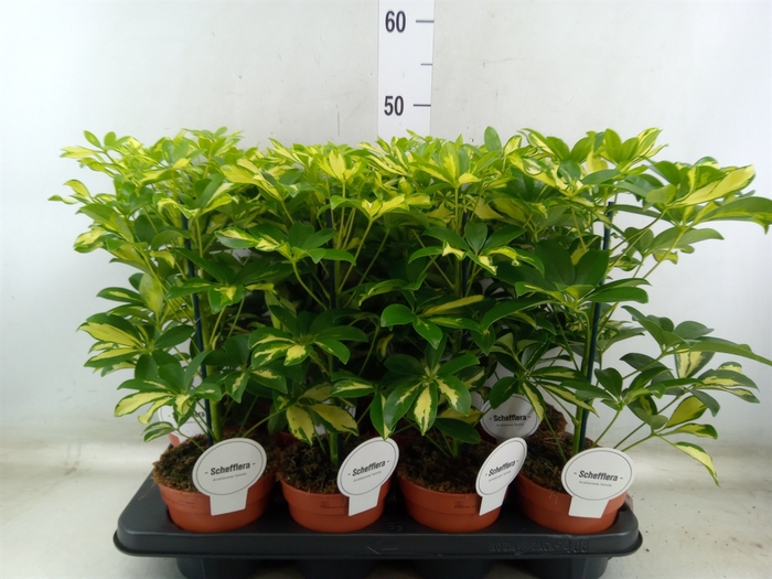<h4>Schefflera arbor. 'Gerda'</h4>
