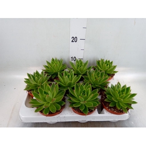 Echeveria agavoides