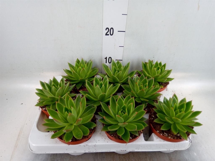 <h4>Echeveria agavoides</h4>
