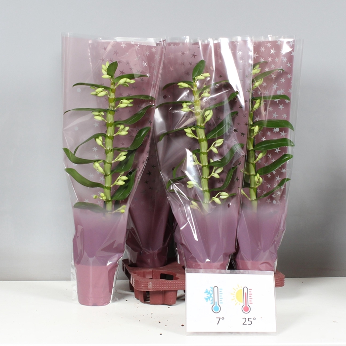 <h4>Dendr N Sc Apollon</h4>