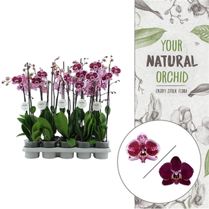 Your Natural Orchid | Red | Phalaenopsis 2 spike