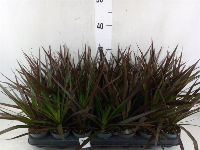 <h4>Dracaena marg. 'Magenta'</h4>