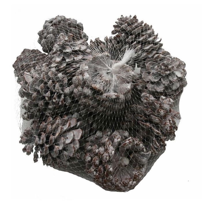 <h4>Dennenappels Pinus Pinea 9cm x15</h4>