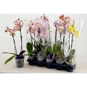 PHAL MIX 2 TAK 55CM