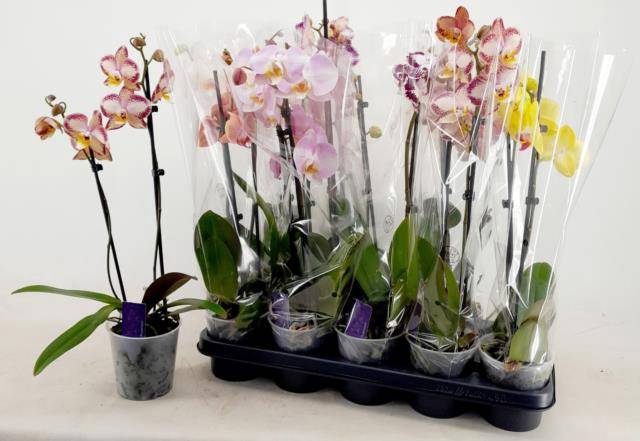<h4>PHAL MIX 2 TAK 55CM</h4>