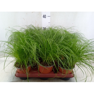 Cyperus alternifolius 'Zumula'