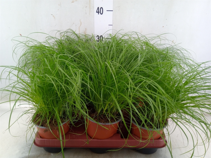 <h4>Cyperus alternifolius 'Zumula'</h4>