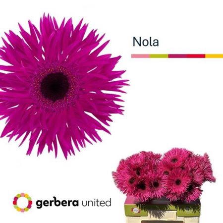 <h4>Ge Gr Spi Nola</h4>