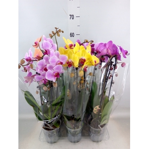 Phalaenopsis  'Elegant Cascade'