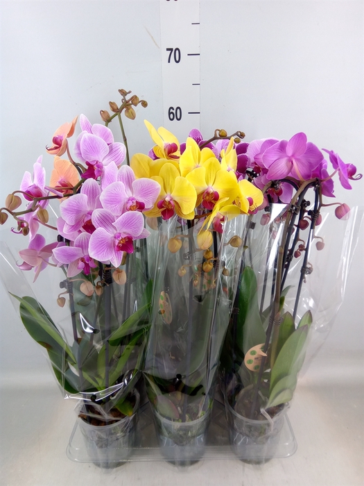 <h4>Phalaenopsis  'Elegant Cascade'</h4>