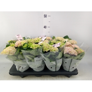Hydrangea mac. 'Magical Revolution'
