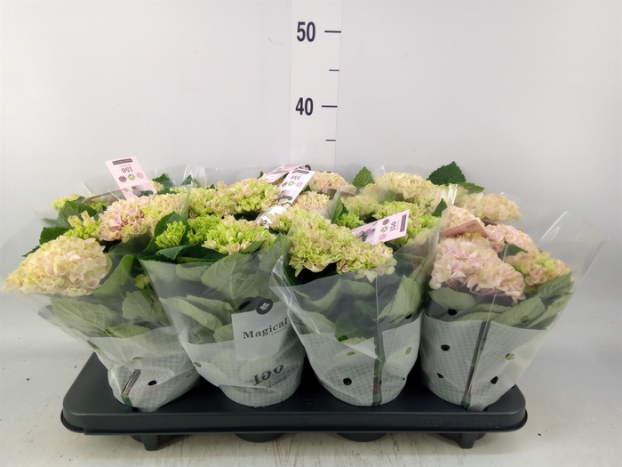 <h4>Hydrangea mac. 'Magical Revolution'</h4>