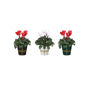Collectie 'Bubble Collecties' - Cyclamen Rood Wit in Lauri Smartcup