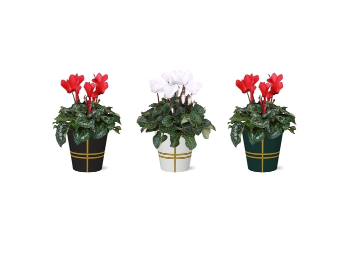 <h4>Collectie 'Bubble Collecties' - Cyclamen Rood Wit in Lauri Smartcup</h4>
