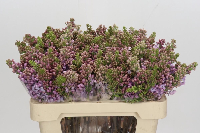 <h4>Lilac Vulg Lavaliensis</h4>