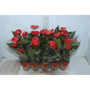 ANTHURIUM ESUDO P12