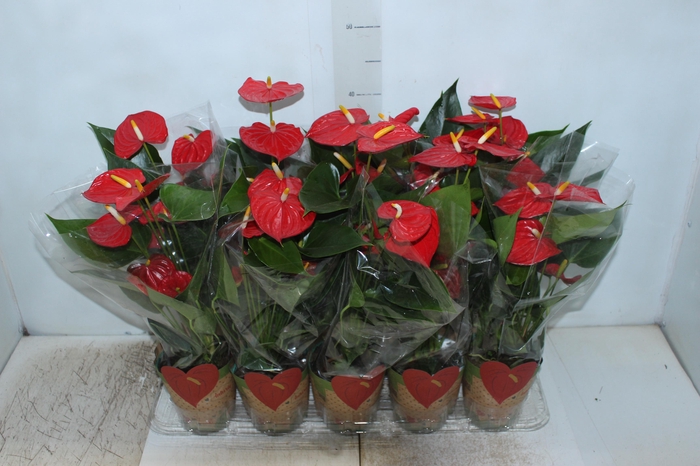 <h4>ANTHURIUM ESUDO P12</h4>