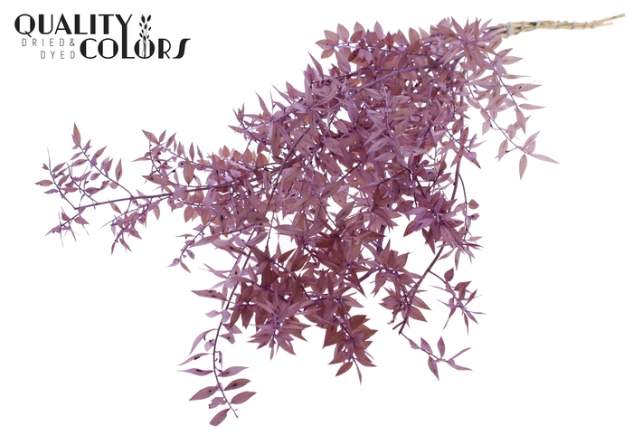 <h4>Ruscus 70cm 5 pc/bunch Milka (2x5 bunch/poly)</h4>