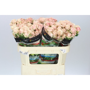 Rosa Tr Destini