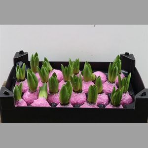 Wax Hyacinth Korrel Pink Roze