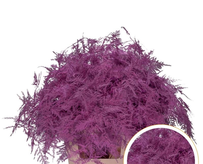 <h4>Asparagus Ex Veren Roze x50</h4>