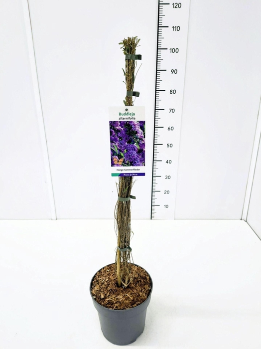 Buddleja Buddleja alternifolia